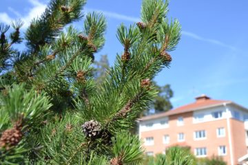 En tallkvist i närbild och ett flervåningshus i rött tegel i bakgrunden